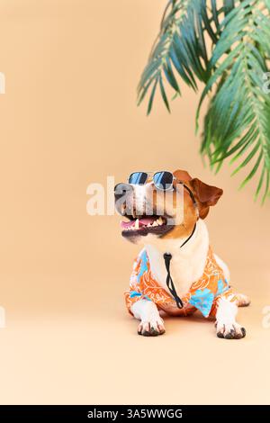 Jack Russel Terrier chien sous le palmier relaxant et reposant. Concept de vacances, voyager avec un animal de compagnie Banque D'Images