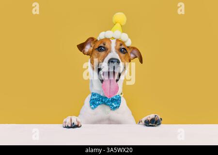 Chien drôle dans un chapeau d'anniversaire et avec un noeud papillon bleu sur un fond jaune. Jack russell Terrier célèbre un anniversaire Banque D'Images