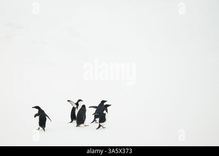 Un groupe de jeunes manchots Adelie (Pygoscelis adeliae) courant sur la glace en Antarctique. Banque D'Images