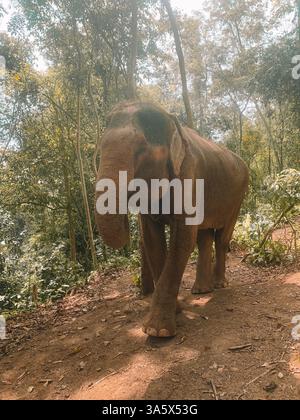 Elephant at a Sanctuary in Phuket, Thaïlande – Ethical Wildlife Experience Banque D'Images