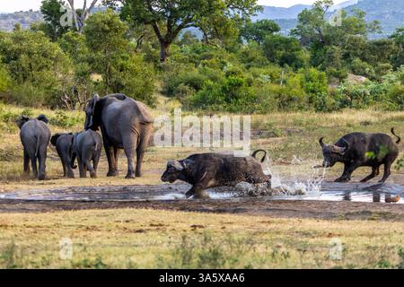 Taureau du Cap Buffalo qui traverse un petit trou de boisson, éclaboussant de l'eau partout avec un troupeau d'éléphants marchant en arrière-plan Banque D'Images