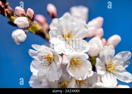 Fleurs de cerisier à Washington DC | WASHINGTON D.C., États-Unis — Des fleurs de cerisier blanches et des boutons roses s’entassent sur une branche contre un ciel bleu clair près du Tidal Basin, montrant la forme à cinq pétales typique des cerisiers Yoshino. Descendantes du don de 3 020 arbres de Tokyo en 1912, ces fleurs s’épanouissent avant leurs feuilles, produisant l’effet de nuage dense pour lequel la collection est connue chaque printemps. Banque D'Images