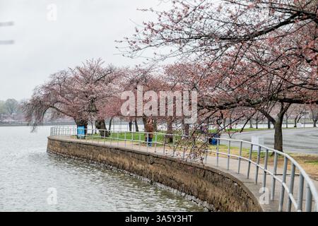 Fleurs de cerisier au Tidal Basin à Washington DC | WASHINGTON DC — Les cerisiers en fleurs bordent l'allée incurvée du Tidal Basin par une journée de printemps nuageuse. Ces arbres fleuris, un cadeau du Japon en 1912, sont le point central du Festival national des fleurs de cerisier annuel. Les visiteurs marchent le long du chemin pour admirer les floraisons saisonnières. Banque D'Images