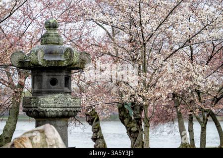 WASHINGTON DC — les cerisiers en fleurs commencent à fleurir autour de l'historique lanterne en pierre japonaise le long du Tidal Basin au printemps. Cadeau du Japon en 1954, la lanterne de granit vieille de 300 ans est illuminée chaque année pour marquer l'ouverture du Festival national des cerisiers en fleurs. La lanterne commémore le 100e anniversaire du premier traité de paix et d'amitié entre les États-Unis et le Japon. Banque D'Images