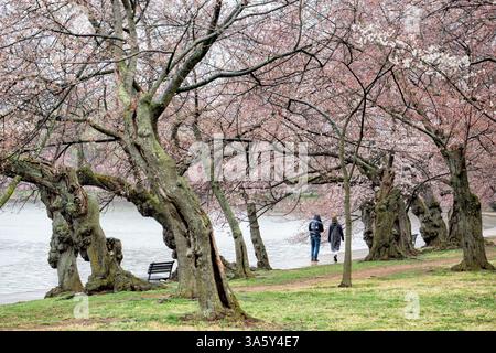 WASHINGTON DC — les premières fleurs de cerisiers fleurissent sur les arbres bordant la passerelle autour du Tidal Basin. Les arbres en fleurs, un cadeau du Japon en 1912, sont au centre du festival annuel national des cerisiers en fleurs. Le pic de floraison se produit généralement à la fin mars ou au début avril, attirant les visiteurs dans la capitale nationale. Banque D'Images