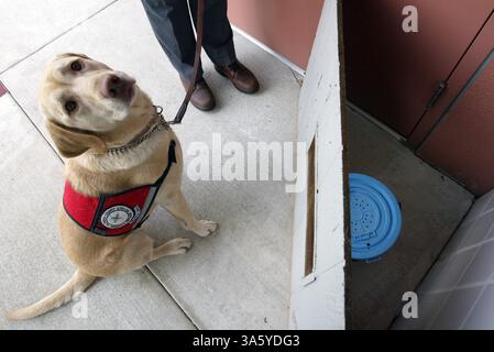 21 février 2008 - Buffy, une femelle de 4 ans du laboratoire jaune est assise à côté d'une zone de reproduction des moustiques après avoir trouvé le seau à moustiques lors d'une manifestation dans le district d'abattement des moustiques du comté d'Alameda à Hayward, Californie, le jeudi 21 février 2008. (Ray Chavez/Oakland Tribune/MCT) (crédit image : © Ray Chavez/MCT/ZUMAPRESS.com) Banque D'Images