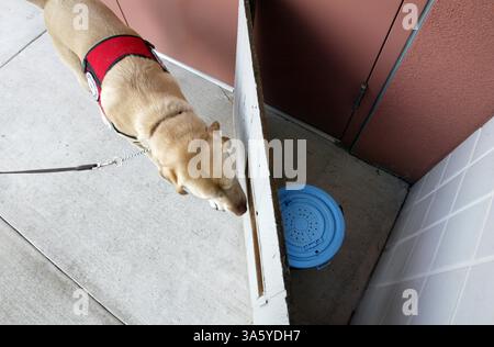 21 février 2008 - Buffy, une femelle jaune de 4 ans Lab, tueuse de moustiques, sniffe une zone de reproduction de moustiques lors d'une manifestation dans le district de réduction des moustiques du comté d'Alameda à Hayward, Calif, le jeudi 21 février 2008. (Ray Chavez/Oakland Tribune/MCT) (crédit image : © Ray Chavez/MCT/ZUMAPRESS.com) Banque D'Images