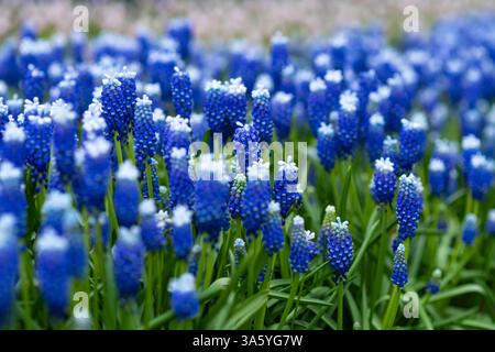 Tapis de printemps muscari bleu Keukenhof, Holland fond Banque D'Images