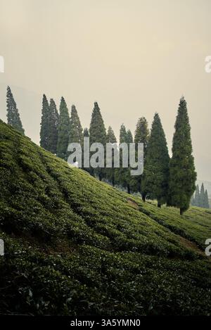 Jardin de thé près de la ville de Darjeeling, Inde Banque D'Images