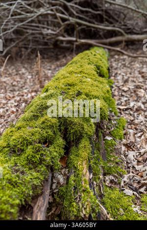 Mousse poussant sur des arbres morts tombés dans une forêt Banque D'Images