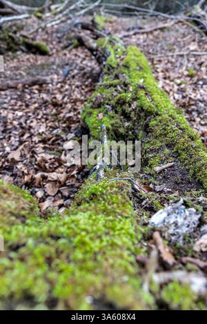 Mousse poussant sur des arbres morts tombés dans une forêt Banque D'Images