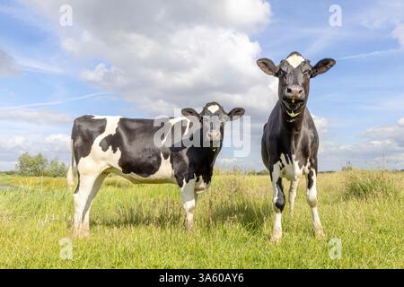 2 génisses de vaches noir et blanc, debout vue de face et de côté, aux pays-Bas, holstein frisonne et un ciel bleu, horizon au-dessus de la terre Banque D'Images