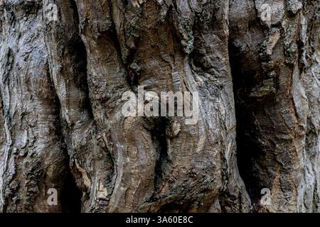 Gros plan d'écorce sur un vieux tee dans une forêt anglaise Banque D'Images