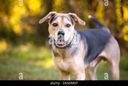 Chien de race mixte Hound x Shepherd avec une expression joyeuse Banque D'Images
