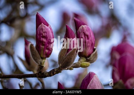 Les jolies fleurs d'un magnolia au printemps Banque D'Images