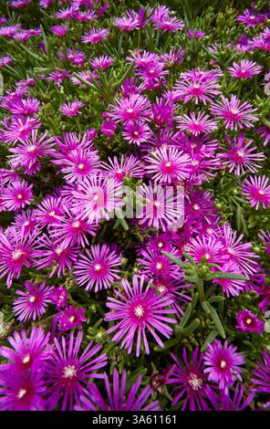 Usine de glace Hardy, Delosperma cooperi. Banque D'Images