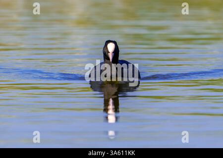 Coot eurasien / coot commun (Fulica atra) nageant dans le lac / étang Banque D'Images