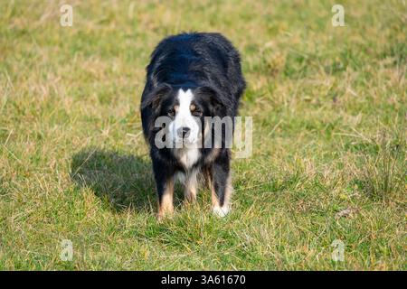 Chien Border Collie en plein air sous le soleil printanier. Banque D'Images