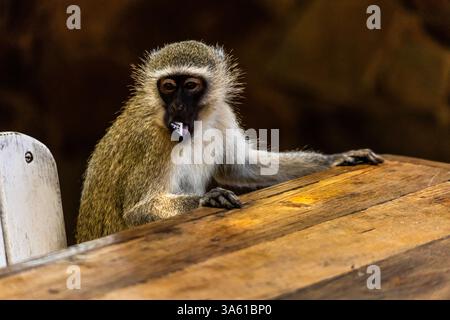Un singe Vervet, Chlorocebus pygerythrus, assis à une table mangeant un paquet de sucre qu'il a volé Banque D'Images