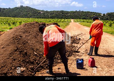 Condé, Bahia, Brésil, 22 août 2013. Les ouvriers manipulent un tas d'engrais organique à base de fumier de poulet dans une plantation de cocotiers sur une fa durable Banque D'Images