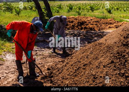 Condé, Bahia, Brésil, 22 août 2013. Les ouvriers manipulent un tas d'engrais organique à base de fumier de poulet dans une plantation de cocotiers sur une fa durable Banque D'Images