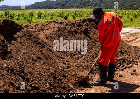 Condé, Bahia, Brésil, 22 août 2013. Les ouvriers manipulent un tas d'engrais organique à base de fumier de poulet dans une plantation de cocotiers sur une fa durable Banque D'Images