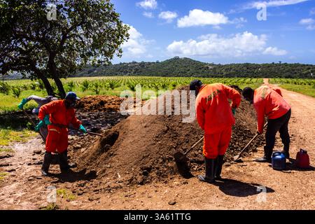 Condé, Bahia, Brésil, 22 août 2013. Les ouvriers manipulent un tas d'engrais organique à base de fumier de poulet dans une plantation de cocotiers sur une fa durable Banque D'Images