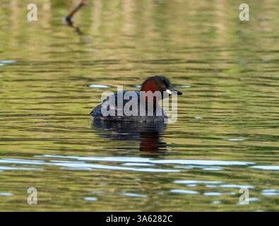 Petit Grebe (Tachybaptus ruficollis) sur un étang d'eau douce, Chypre Banque D'Images