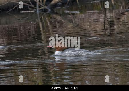 La fusion commune (nord-américaine) ou la goosander (eurasienne) (Mergus merganser) Banque D'Images