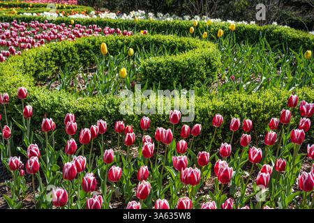 Tulipes colorées exposées lors des 'Atlanta Blooms !' Au jardin botanique d'Atlanta à Atlanta, Géorgie. (ÉTATS-UNIS) Banque D'Images