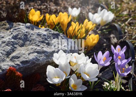 Fleurs de crocus printanières multicolores vibrantes fleurissant dans un jardin par une journée ensoleillée Banque D'Images