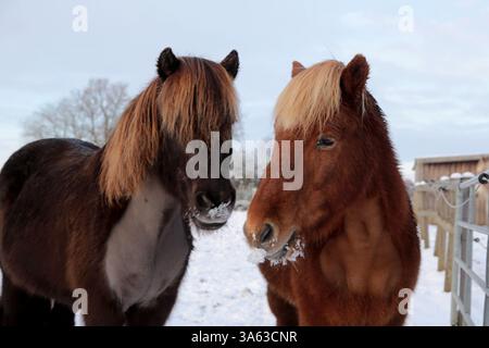 Chevaux islandais dans une ferme équestre en Allemagne du Nord Banque D'Images