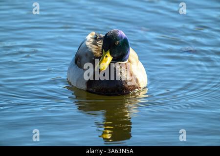 Un canard colvert glisse gracieusement à la surface de l'eau, créant de douces ondulations dans le lac bleu clair. La lumière du soleil se reflète magnifiquement sur le canard Banque D'Images