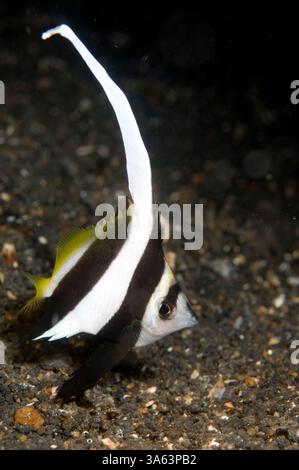 Banlieue longue, Heniocus acuminatus, avec longue nageoire dorsale sur sable, site de plongée TK1, détroit de Lembeh, Sulawesi, Indonésie Banque D'Images