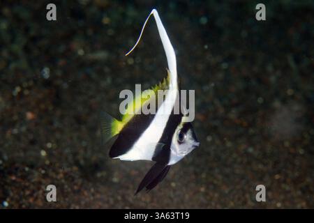 Banlieue, Heniochus acuminatus, avec une longue nageoire dorsale tordue, site de plongée Amed Beach, Amed, Karangasem, Bali, Indonésie Banque D'Images