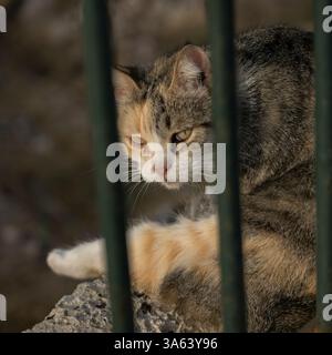 Vue d'un chat scrutant à travers des bars à Syracuse qui est une ville sur la côte ionienne de la Sicile, Italie Banque D'Images