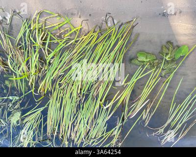 Longue herbe verte dans l'eau sur la rive de la rivière sous le soleil d'été Banque D'Images