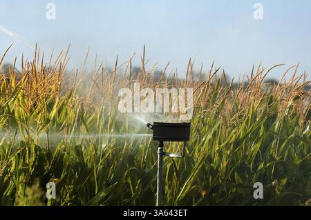 L'arrosage des plantations de maïs. L'irrigation close up Banque D'Images