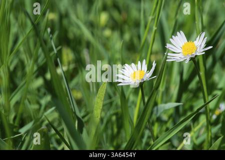 Fleurs de Printemps marguerites close up Banque D'Images