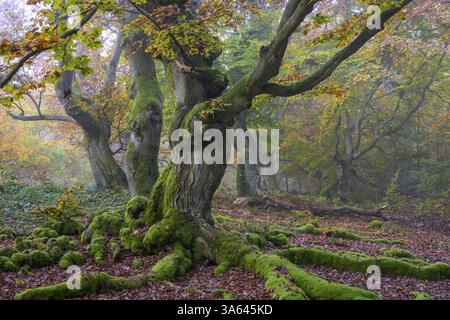 Vieil arbre aux racines noueuses, recouvert de mousse, dans une forêt d'automne brumeuse Hutewald Halloh, Hesse, Allemagne, Europe Banque D'Images