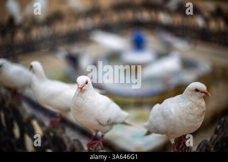 Pigeons rassemblés près d'une fontaine ornée dans le luxuriant Parque de Maria Luisa, Séville. Banque D'Images