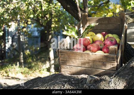 Les pommes dans une vieille caisse en bois sur l'arbre. Image authentique Banque D'Images