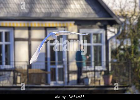 Une grande aigrette (Ardea alba) vole devant une maison tandis qu'une personne se tient sur le balcon, Guxhagen, Hesse, Allemagne, Europe Banque D'Images