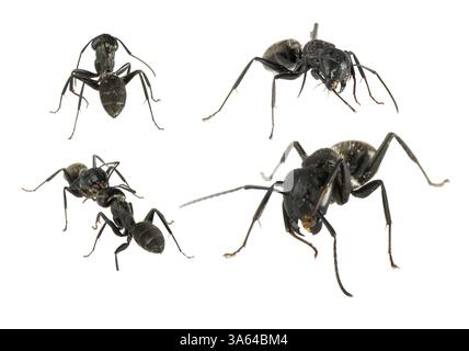 Fourmis noires isolées blanc studio shot Banque D'Images
