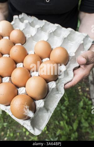Oeufs dans des emballages en papier. Plume sur un des œufs Banque D'Images