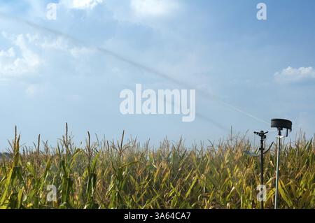 L'arrosage des plantations de maïs. L'irrigation close up Banque D'Images