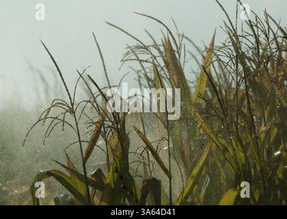 L'arrosage des plantations de maïs. L'irrigation close up Banque D'Images