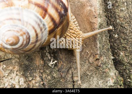 Escargot sur l'écorce des arbres. Studio shot Banque D'Images
