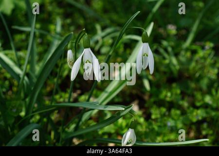 Un amas de délicates gouttes de neige blanches fleurissant dans une forêt ensoleillée, émergeant du sol parmi les feuilles tombées et l'herbe verte fraîche. la lumière chaude du soleil filtre à travers les arbres, soulignant leurs pétales fragiles. l'image symbolise l'arrivée du printemps, l'éveil de la nature et le renouveau saisonnier. Banque D'Images