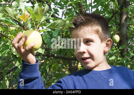 Sélection de l'enfant éteint vert pomme sur un arbre Banque D'Images